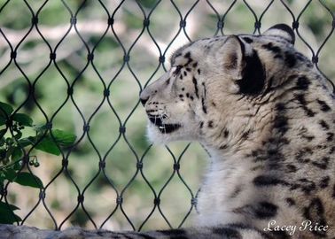 Stainless Steel Animal Enclosure Mesh Corrosion Resistant For Lion / Tiger Cage