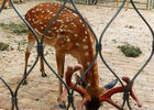 Diamond Hole Stainless Steel Ferrule Rope Mesh For Zoo Animal Enclosure Netting